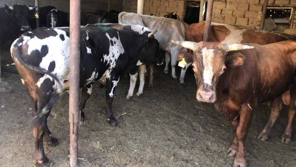 Иллюстрациялык сүрөт