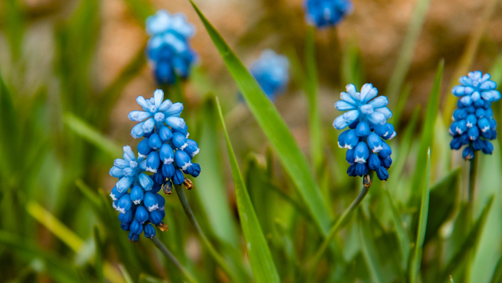 Владислав Ногай