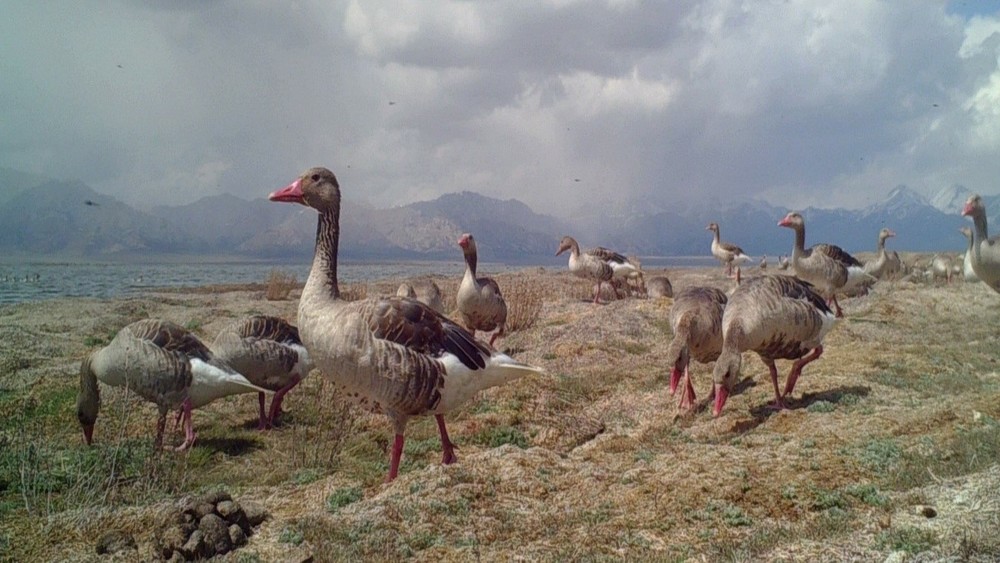 Үстінде әйел бар жыныстық позициялар