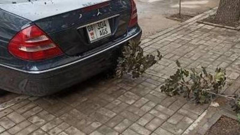 Водитель припарковал свой «Мерседес 210D», переехав молодой саженец. Фото