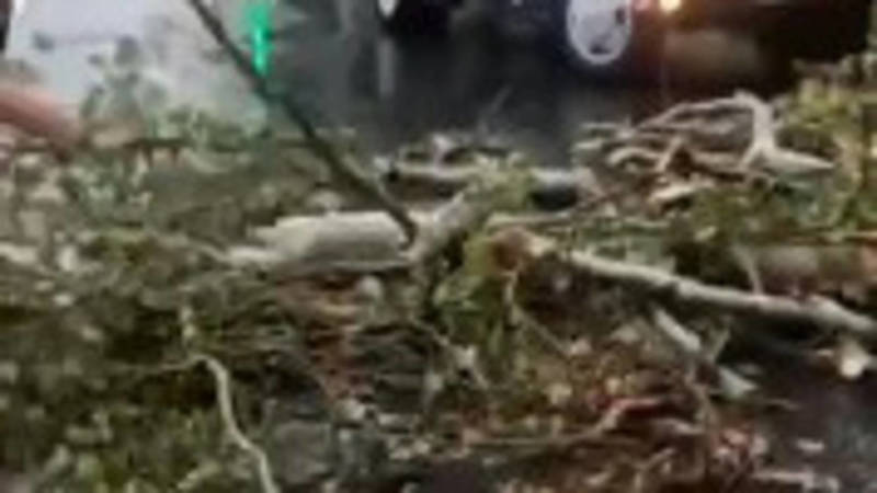 На ул.Абдрахманова из-за дождя упало дерево. Видео