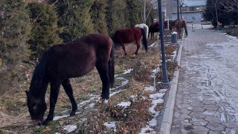 В парке «Асанбай» пасутся лошади. Видео и фото