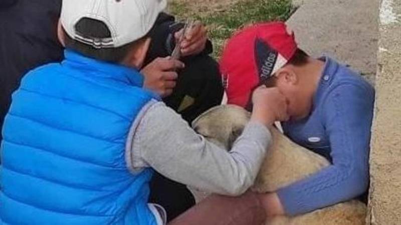 В Чолпон-Ате дети не дали убить собаку. Фото