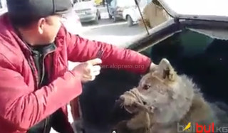 Мужчины издеваются над пойманным волком, - читатель <b><i>(видео)</i></b>