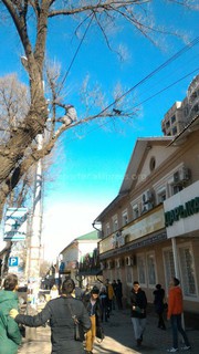 В Бишкеке парень залез на дерево, чтобы снять котенка, - очевидец <b><i>(фото)</i></b>