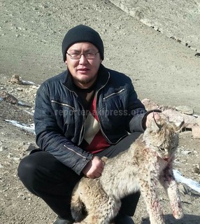 Законно ли охотиться на рысь? - читатель (фото) Законно ли охотиться на рысь? - читатель (фото)