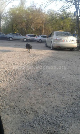«Тазалык» в ближайшее время отправит в район улиц Л.Толстого и Молодой Гвардии сотрудника отдела отлова бездомных бродячих животных