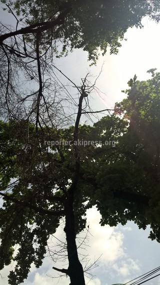 Сухие ветки на Абдрахманова-Токтогула будут обрезаны, - мэрия Бишкека