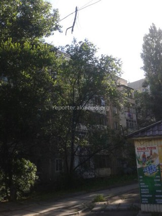 Ветка на электропроводах у дома №23/2 в мкр Восток-5 будет убрана в ближайшее время, - «Зеленстрой»