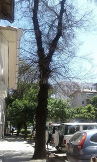 Читатель просит спилить аварийное дерево на перекрестке Боконбаева-Логвиненко (фото)