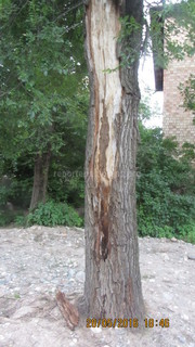 Во дворе дома №4а ул.Тыныстанова много гнилых и засохших деревьев, - читатель (фото)