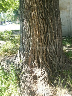 В селе Сокулук аварийные деревья на ул.Мичурина создают опасность для жителей, - читатель <i>(фото)</i>