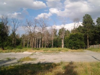 Засохшие деревья в парке Ататюрка представляют угрозу отдыхающим, - читатель (фото)