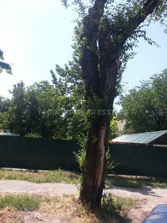 На ул.Буденного возле детского сада №117 стоит опасное дерево (фото)