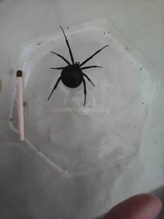 Читатель сообщил, что в частном доме обнаружил паука размером со спичкой (фото)