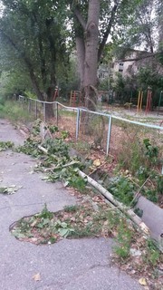 Житель 7 микрорайона просит произвести обрезку деревьев, так как возле дома №20 ветки тополя упали на тротуар <i>(фото)</i>