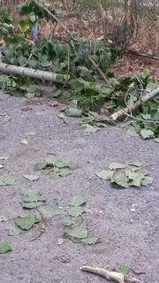 Во дворе дома №25 в 7 мкр рядом с детской площадкой упало дерево, - читатель (фото)