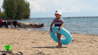 В пансионате «Толкун» на Иссык-Куле коровы зашли в озеро, - читатель (фото)