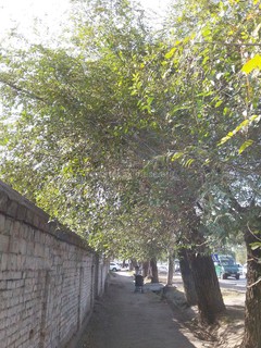 Читатель просит убрать аварийные деревья и произвести обрезку разросшихся деревьев на перекрестке Дэн Сяопина-Месароша (фото) Читатель просит убрать аварийные деревья и произвести обрезку разросшихся деревьев на перекрестке Дэн Сяопина-Месароша (фото)