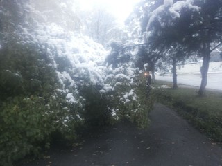 Житель 6 мкр просит обрезать свисающие на тротуар ветки, которые под тяжестью снега перекрыли его (фото)