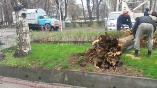 Сотрудники «Зеленстроя» убрали деревья, упавшие во время сильного ветра