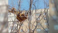 Заломленную ветку, висящую над детской площадкой в мкр Асанбай, убрали, - мэрия
