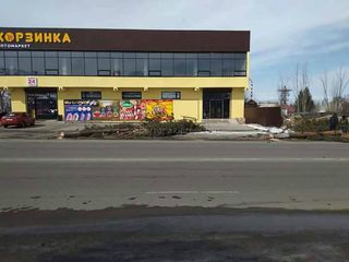 В городе Каракол срубили многолетние сосны (фото)