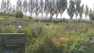 В мемориальном комплексе «Ата-Бейит» памятники героев событий 7 апреля заросли высокой травой и бурьяном так, что их не видно, - читатель <b><i>(фото)</i></b>