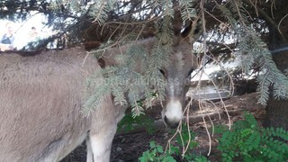 <b>К Белому дому пришел осел, - читатель <i>(фото)</i></b>