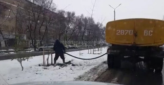 «Зеленстрой города Бишкек» в рамках реконструкции газона и зеленых насаждений на разделительной полосе по улице Жукеева-Пудовкина поливала саженцы