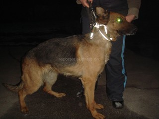 В районе ТЭЦ найдена немецкая овчарка