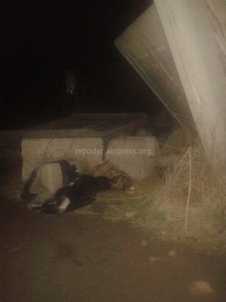 «Тазалык» направит на пересечение улиц Репина-Валдайская специалиста по борьбе с бродячими животными