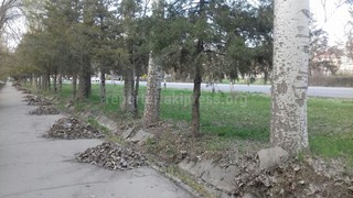 Горки листвы по улице Каралаева убраны, «Тазалык»