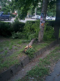 На улице Московская упало дерево <i>(фото)</i>
