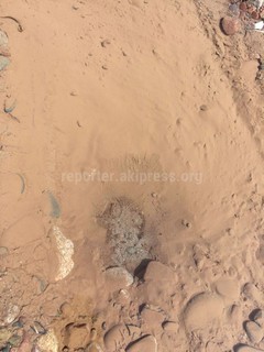 В Арча-Бешике по ул.Ак-Туз под землей прорвало трубопровод и вода затапливает дорогу (фото, видео)