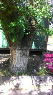 В Кара-Балте возле кинотеатра «Жаштык» снесли деревья и установили контейнер, - читатель (фото)