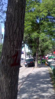 Почему вместо укрепления корневой системы деревьев, их повально спиливают? - читатель (фото)