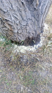 В одном из дворов 7 мкр неизвестные облили чем-то деревья, можно ли их спасти? - читатель (фото)