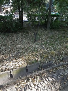 Когда исправят ирригационную систему в Бишкеке? Только начало июня и все высыхает, - читатель (фото)