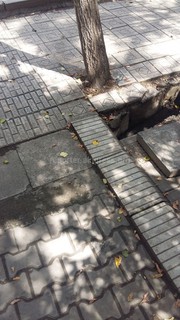 Читатель предлагает ввести единый стандарт для тротуарных плиток в Бишкеке (фото)