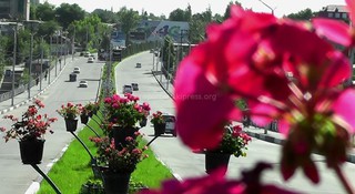 Оштогу гүлдөргө аяр мамиле кылуу керек, - окурман <i>(видео)</i>