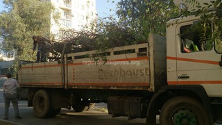 Дерево на перекрестке Токтогула-Уметалиева было спилено на основании акта на снос, - «Зеленстрой»