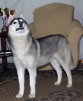 В селе Военно-Антоновка у ребенка, больным ДЦП, украли собаку породы сибирский хаски <i>(фото)</i>