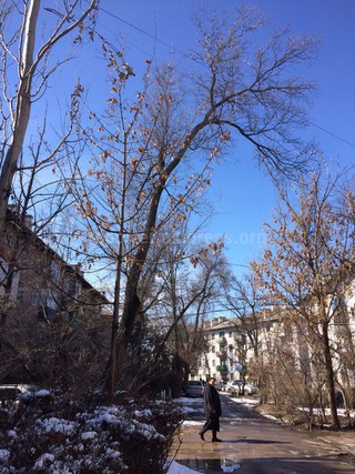 Жители домов по ул.Ахунбаева просят убрать аварийные деревья <i>(фото)</i>