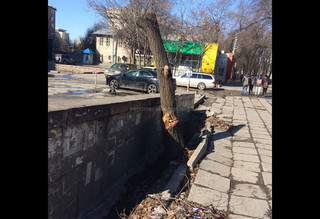 Горожанин жалуется, что на Моссовете срубили хорошее дерево
