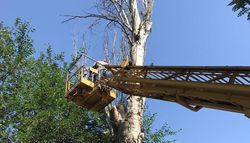 Сотрудники «Бишкекзеленхоза» снесли сухостойное дерево на пересечении Гоголя и Жумабека