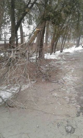 «Бишкекзеленхоз» убрал дерево на Эркиндик-Чуйкова