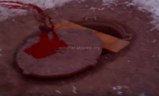 В столичном 3 мкр неизвестные отстрелили 2 собак, - читатель Андрей (видео)