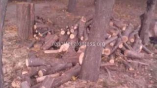 На заказнике города Токмок деревья спилили законно, - мэрия