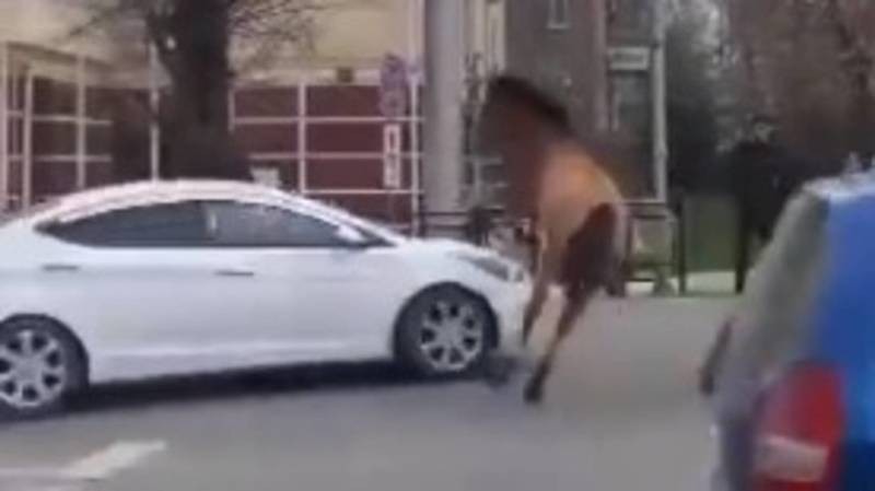 В Оше лошадь прыгнула на проезжающую машину. Видео